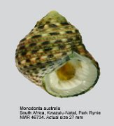 Monodonta australis